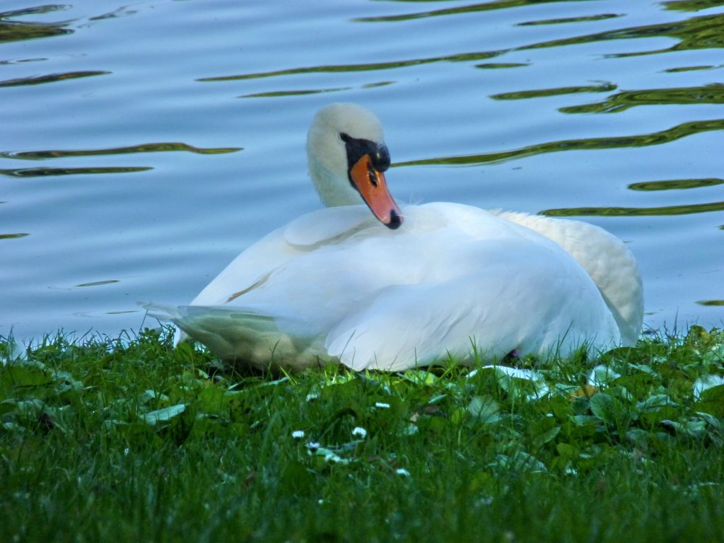Schwan1