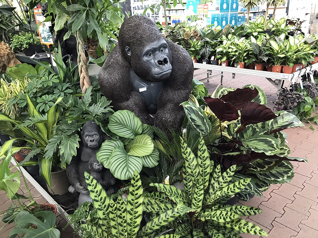 GorillaMama